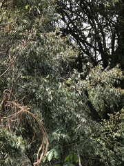 Eugenia biflora