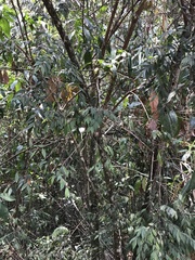 Eugenia biflora