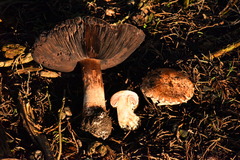 Agaricus pattersoniae