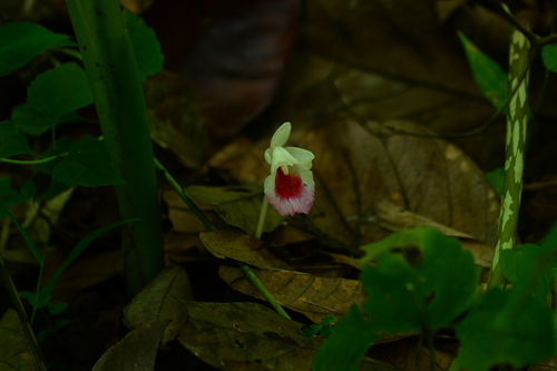 East-Indian Fingerroot (Boesenbergia hamiltonii)