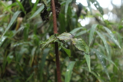 Munnozia senecionidis
