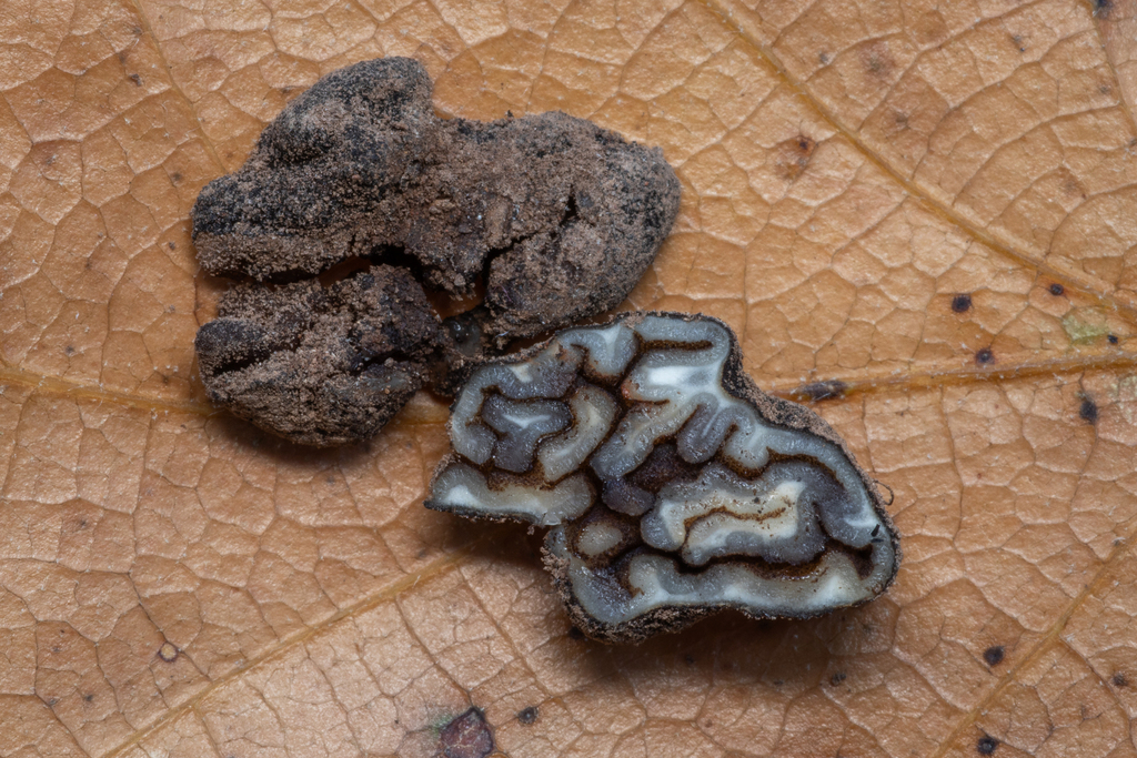 Genea sp. 'PNW38'