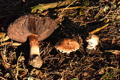 Agaricus pattersoniae