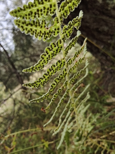 Fragile wood fern (Woodsia mollis)