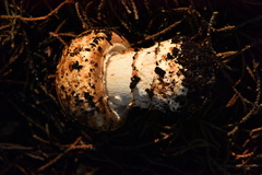 Agaricus pattersoniae