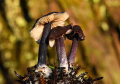 Entoloma dichroum