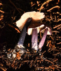 Entoloma dichroum