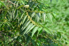 Trema orientale