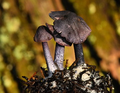Entoloma dichroum