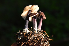 Entoloma dichroum