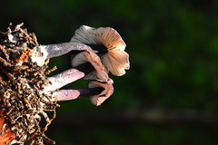 Entoloma dichroum