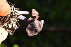 Entoloma dichroum