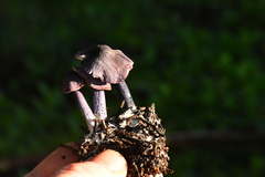 Entoloma dichroum