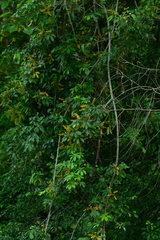 Heptapleurum venulosum