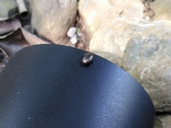 Chrysolina exanthematica