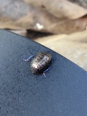 Chrysolina exanthematica