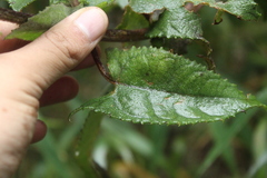 Munnozia senecionidis
