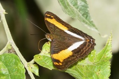 Adelpha boeotia