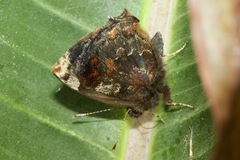 Ocaria ocrisia