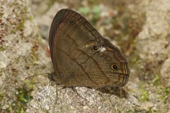 Malaveria alcinoe