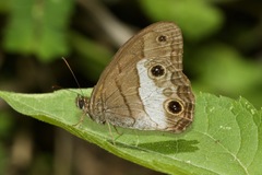 Euptychoides nossis
