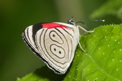 Diaethria nystographa