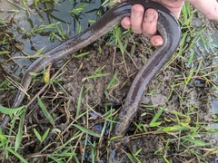 Amphiuma tridactylum