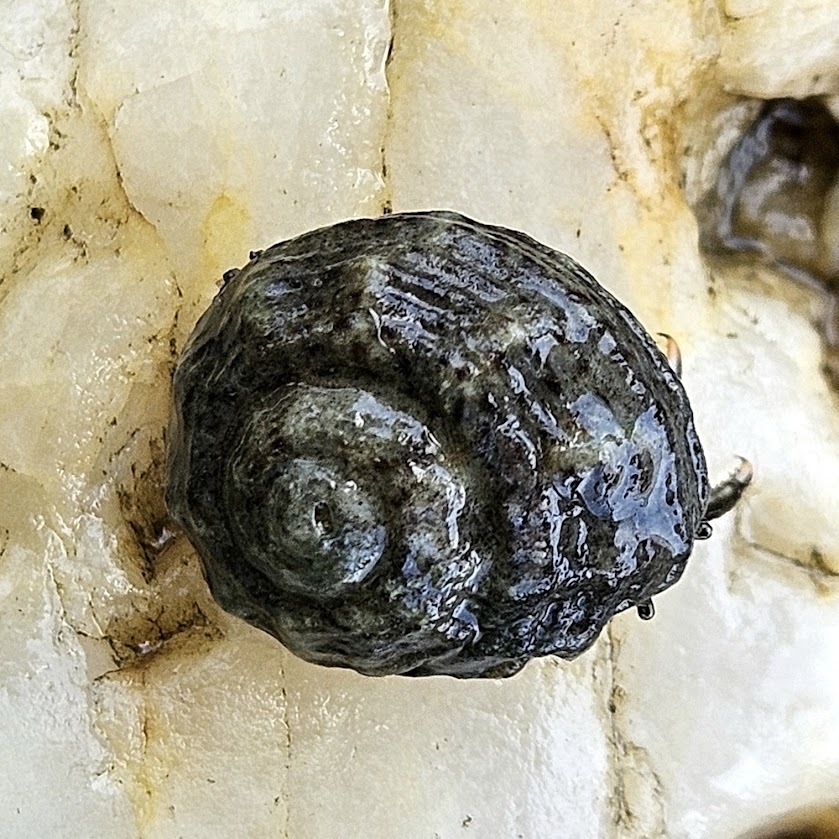 Button Snail from Diego Martin Regional Corporation, Trinidad and ...