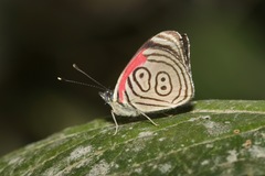Diaethria clymena bourcieri