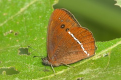 Lymanopoda albocincta