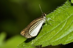 Apaustus gracilis