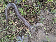 Amphiuma tridactylum