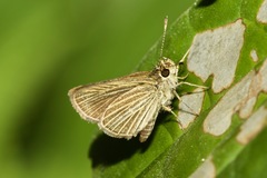 Callimormus radiola radiola