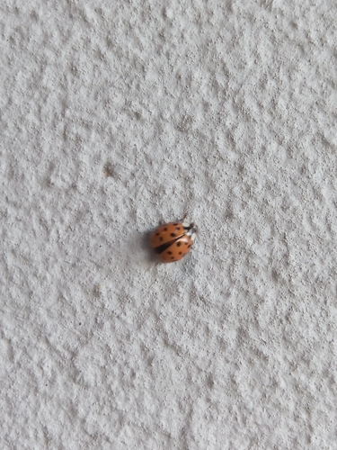 Asian Lady Beetle