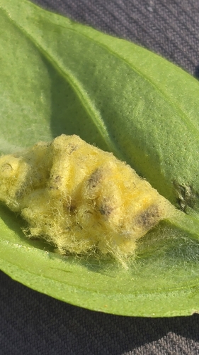 Cabbage White Parasitoid Wasp photo 2
