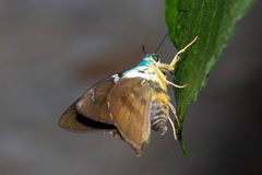 Astraptes fulgerator azul