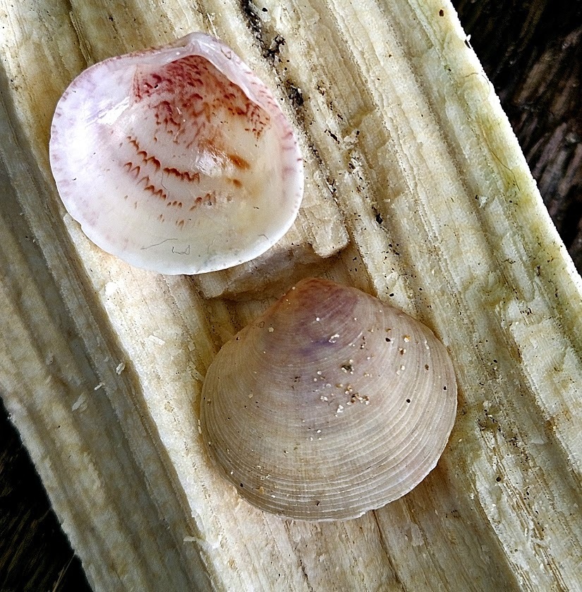 White Atlantic Semele