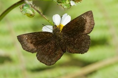 Bolla zorilla
