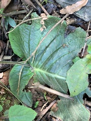 Streptocarpus confusus confusus