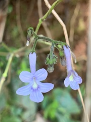 Streptocarpus confusus confusus