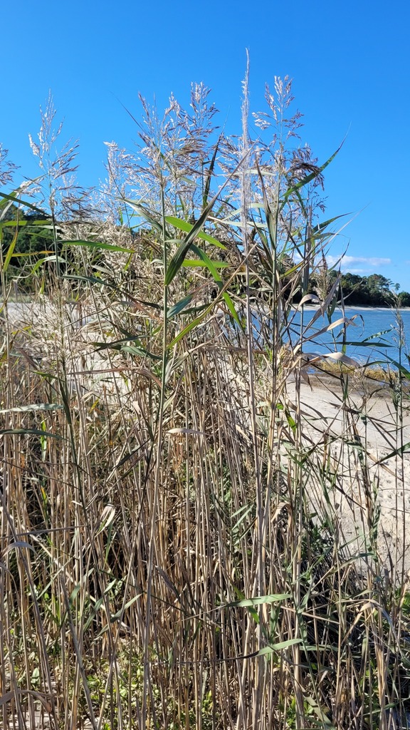 common reed from Northumberland County, VA, USA on October 6, 2025 at ...