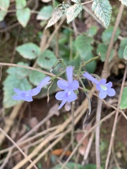 Streptocarpus confusus confusus