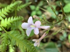 Streptocarpus confusus confusus