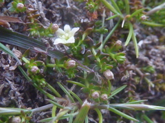 Galium perpusillum