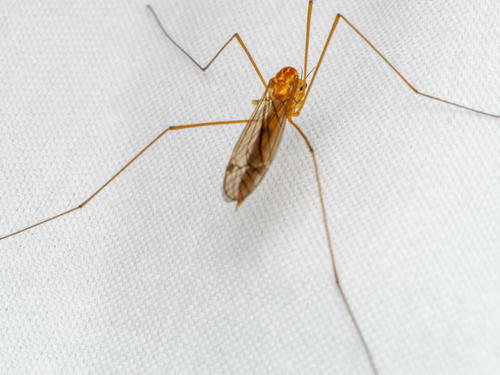 Unknown species found near Arlington, MA, US (approx.)