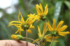 Munnozia senecionidis