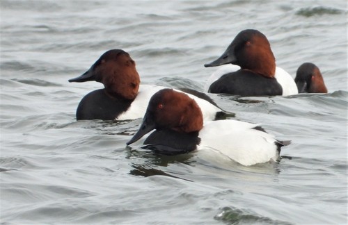 Canvasback