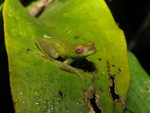 Ehrhardt's Tree Frog, Aplastodiscus ehrhardti