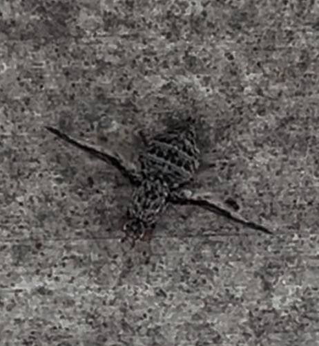 Unknown species found near E State Blvd, Fort Wayne, IN, US