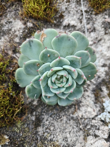 Echeveria chihuahuaensis